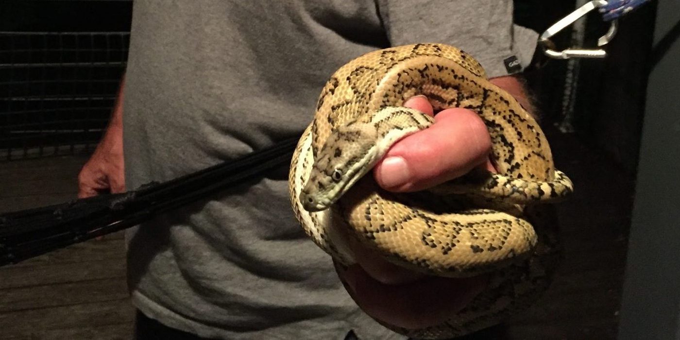 dragi with snake